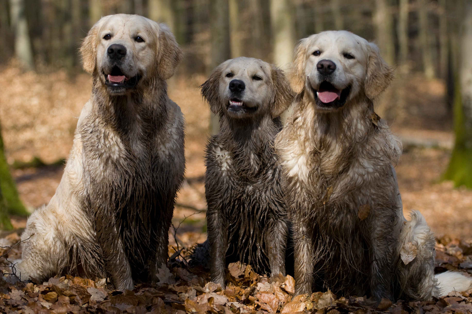 Choosing the Right Shampoo for Dogs