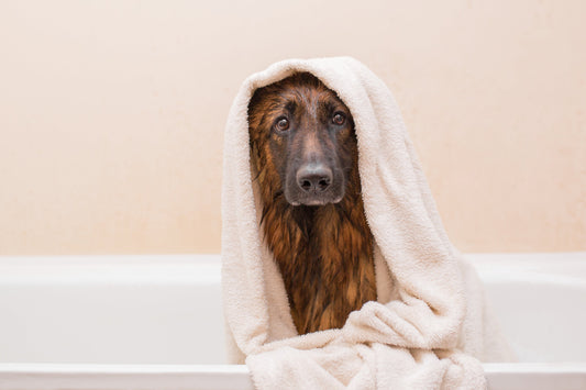 Best Dog Shampoo for Sensitive Skin: Top Picks