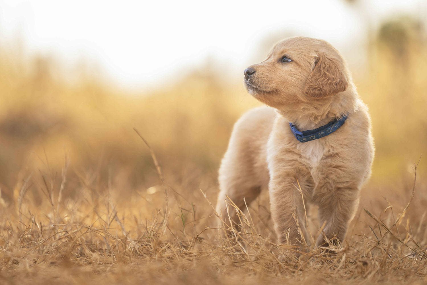 Hypoallergenic Dog Shampoo: Benefits and Usage